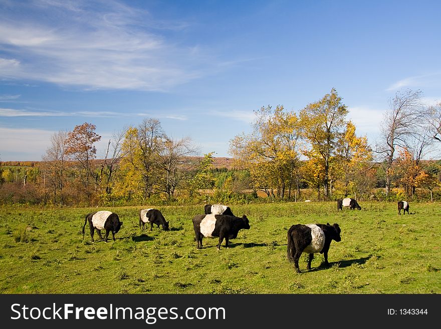 A fields with cows that look like Oreo cookies. A fields with cows that look like Oreo cookies.