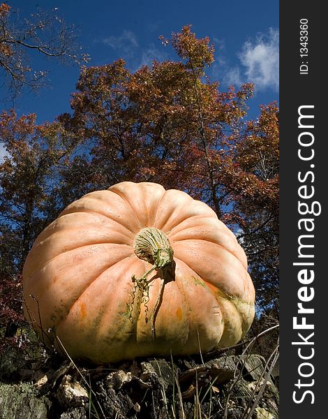 A pumpkin with autumn leaves in the background. A pumpkin with autumn leaves in the background
