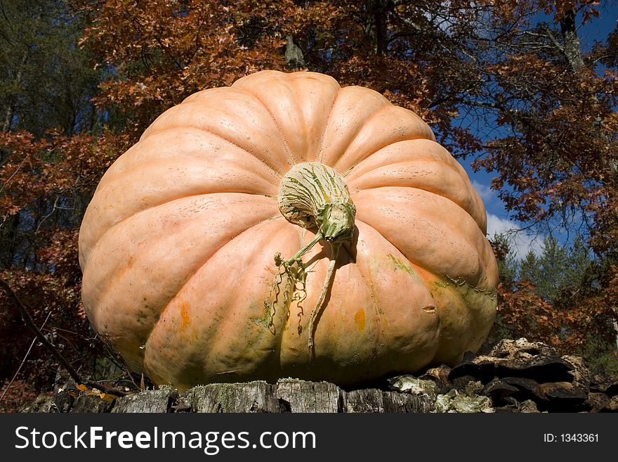 A large pumpkin with autumn colors in the background. A large pumpkin with autumn colors in the background