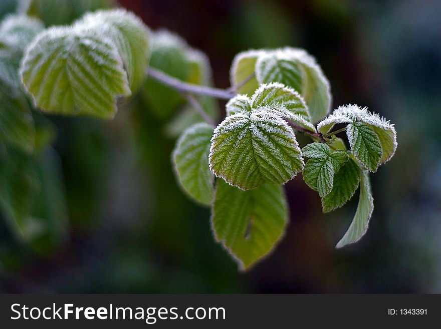 Leaves of a tree, covered with hoarfrost. Leaves of a tree, covered with hoarfrost