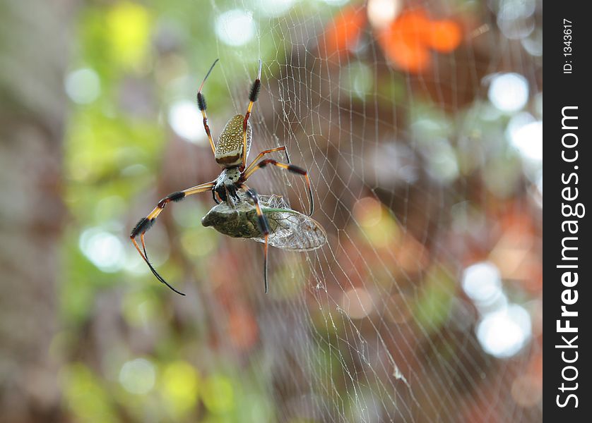 Spider devouring cicada