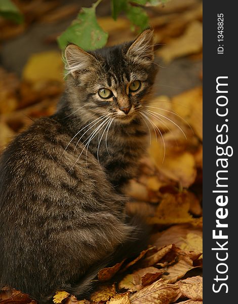 The small striped kitten was lost in autumn park