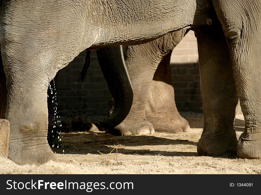 The Asian Elephant (paws)