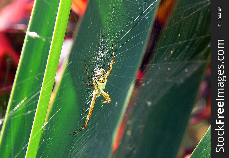 Cross Spider Australian native spider on web