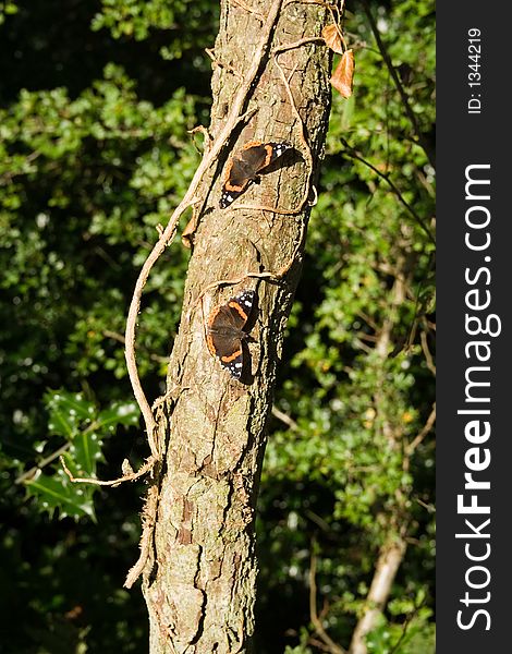 Two Red Admiral Butterfly On Tree