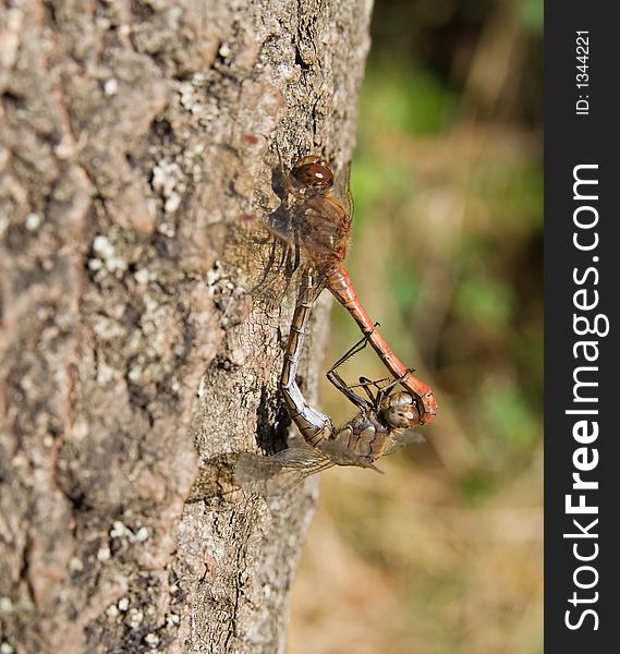 Male And Female Dragonfly