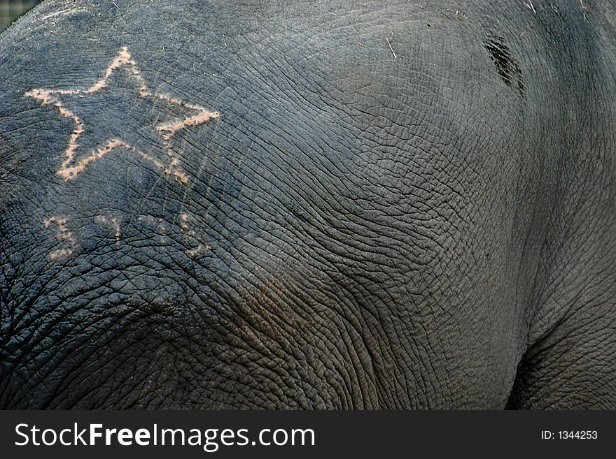 The Asian Elephant with tattoo