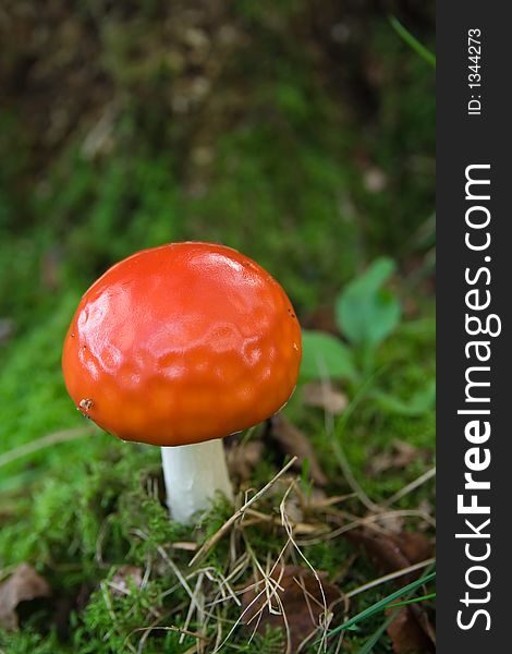 Bright red capped toadstool in woodland