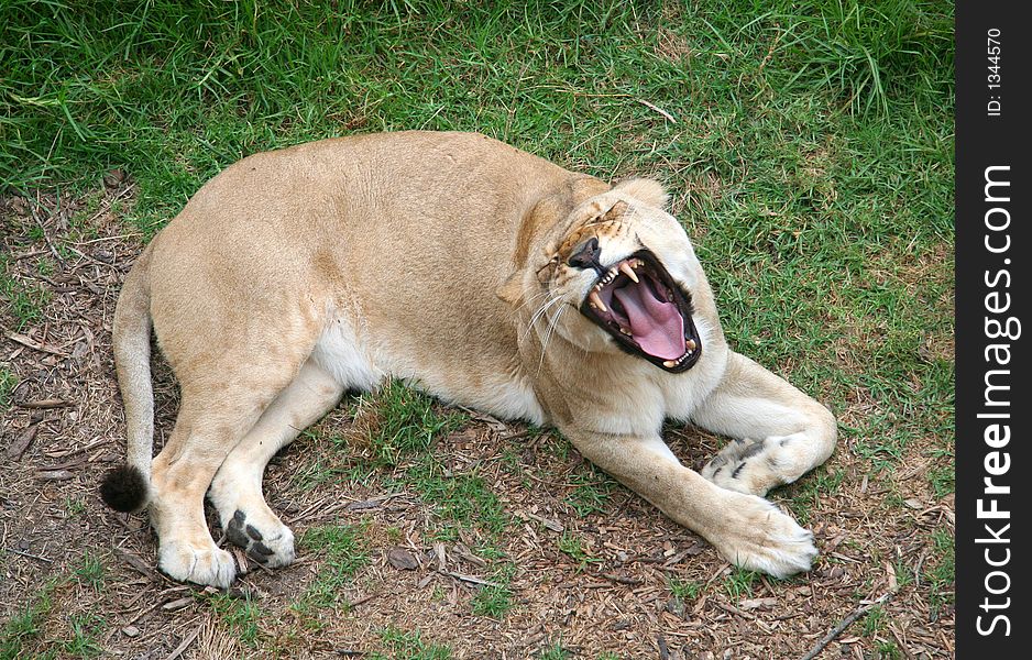 Lioness laying down on the grass roaring. Lioness laying down on the grass roaring