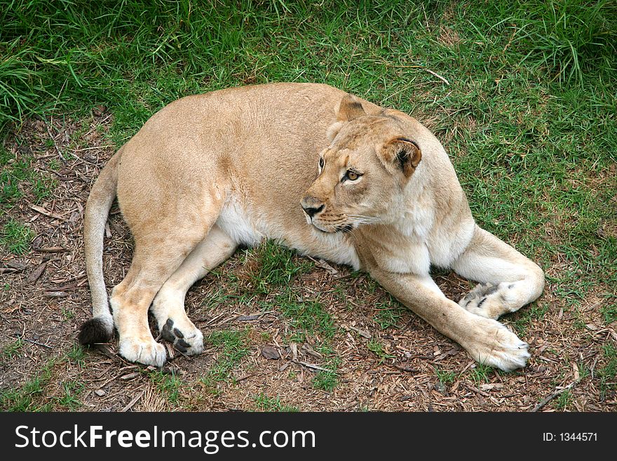 Lioness laying down on the grass