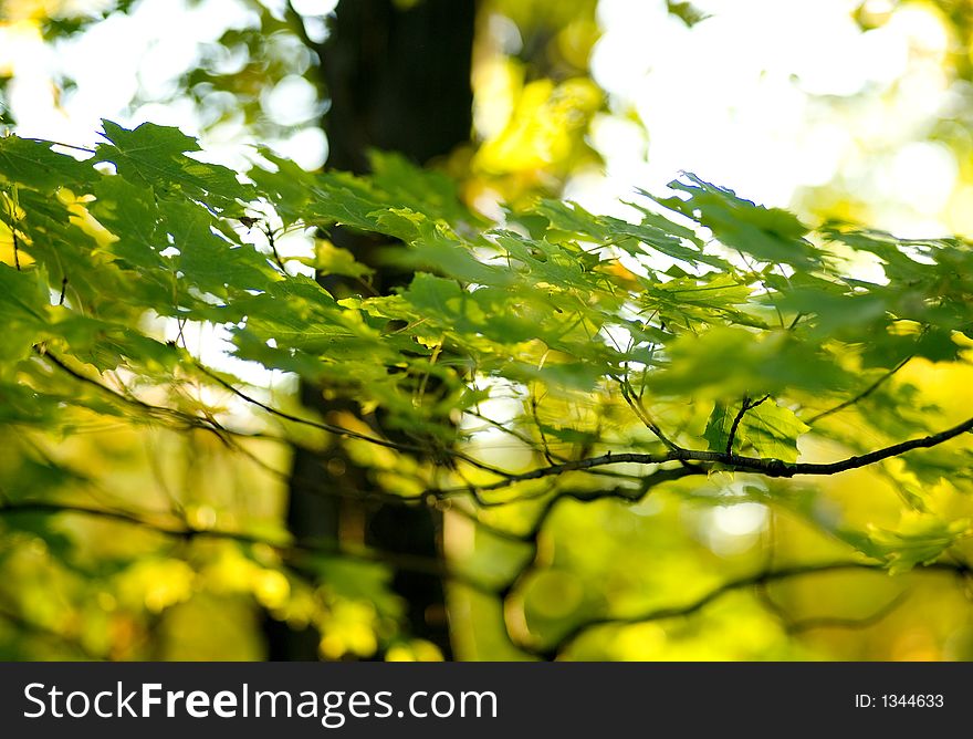 Golden Foliage