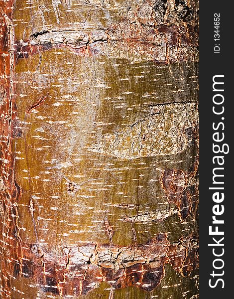 Colorful bark - closeup, textured background