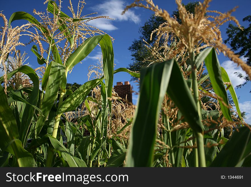 The chimney of a home peaks through the corn in a suburban garden.