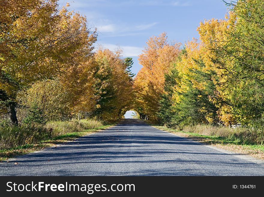 Maples reaching out above a road to form a colorful tunnel. Maples reaching out above a road to form a colorful tunnel.