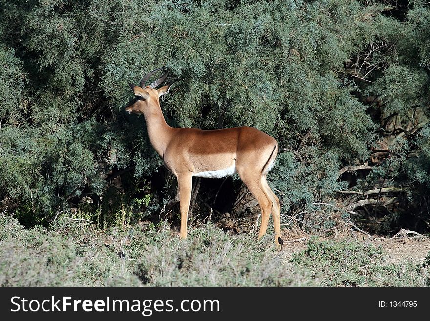 Male gazel in the bushes