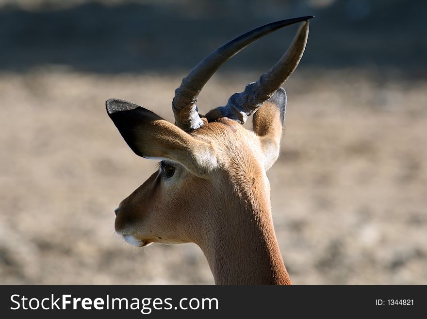Wild male gazel head shot