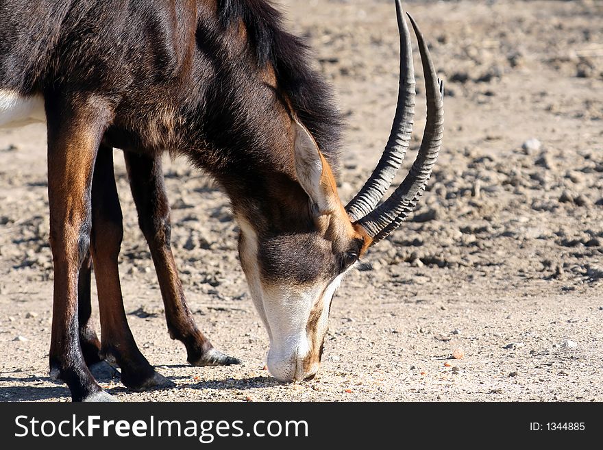 Gazelle eating close up view