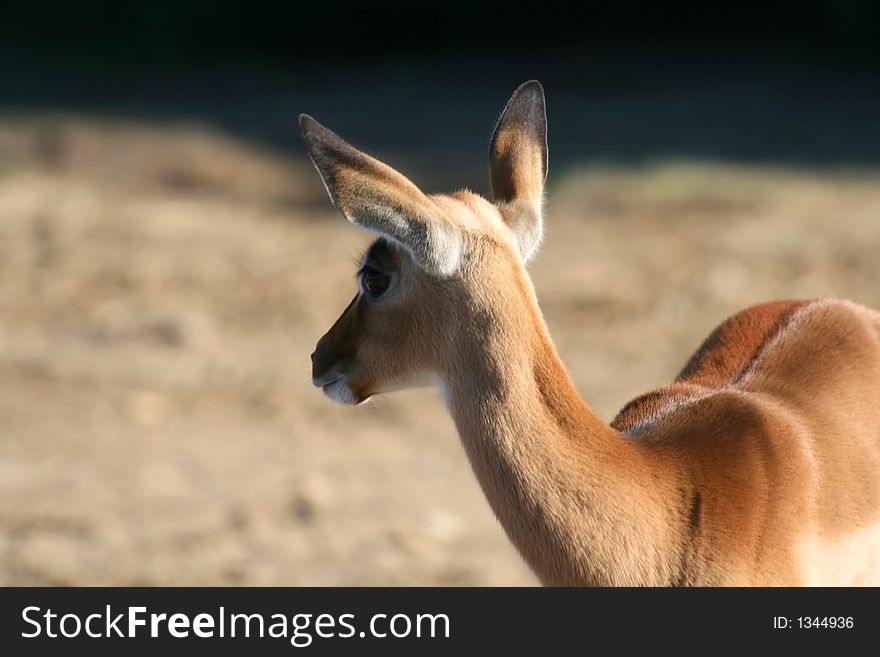 Young male gazelle with big ears