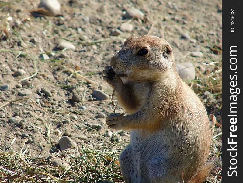 Prairie Dog