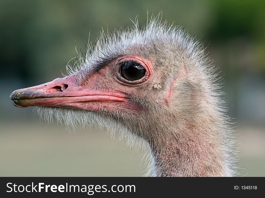 Crisp ostrich head close up