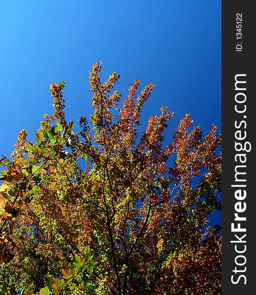 Beautiful  autumn trees with leaves still green but turning to various shades of plumn