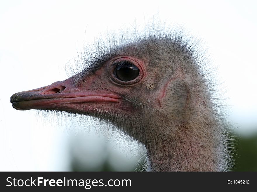 Strange ostrich with curious look