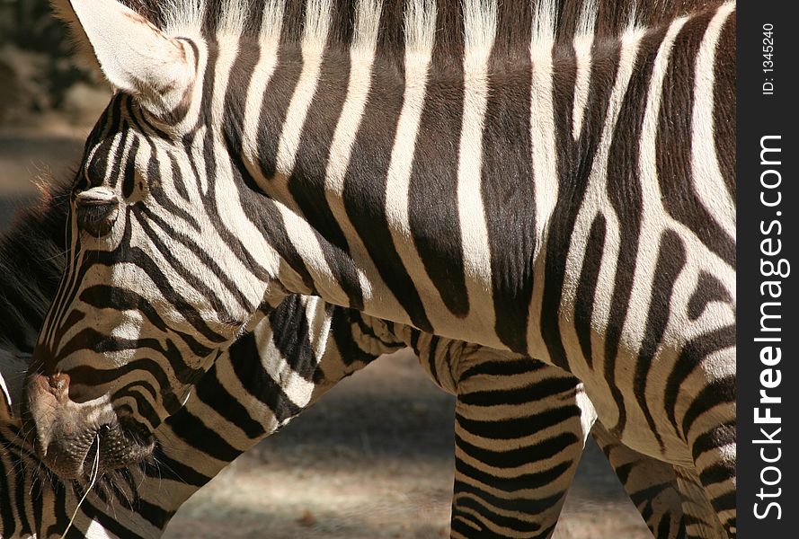 Close-up of profile of beautiful zebras