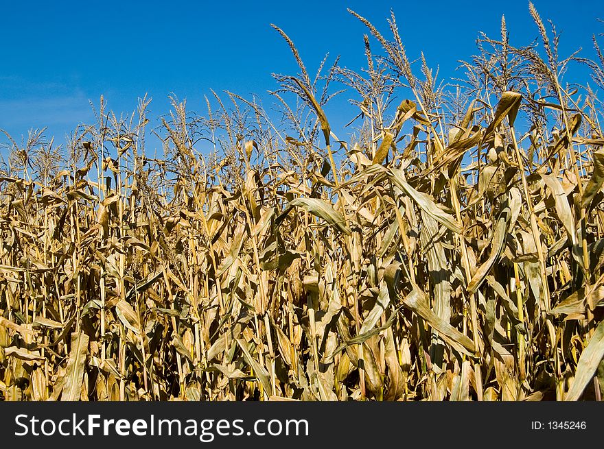 Corn drying in an autumn field. Corn drying in an autumn field.