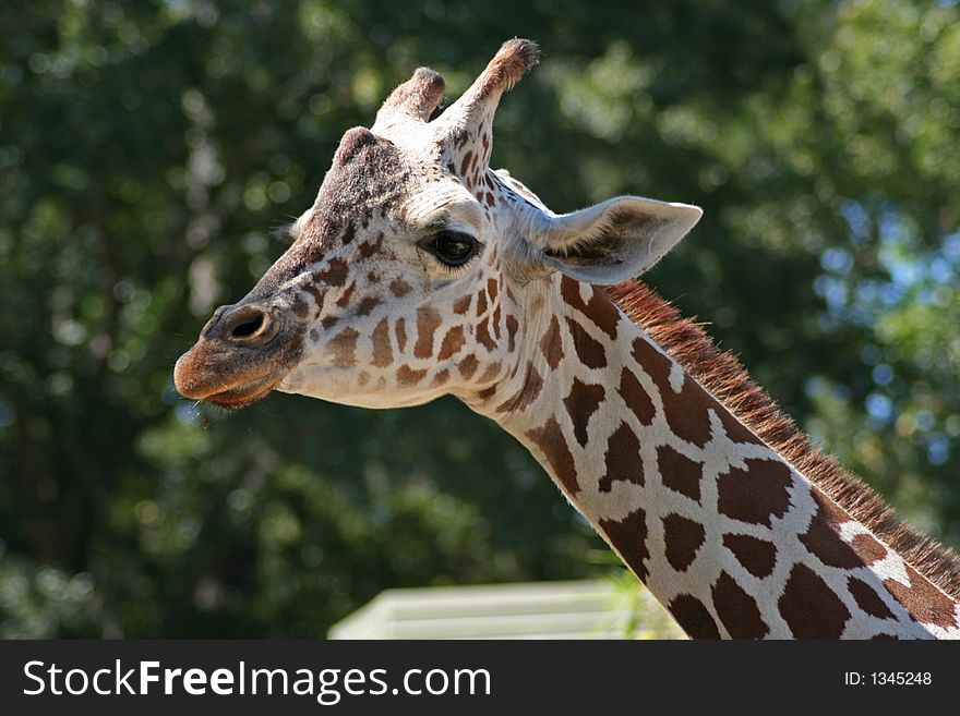 Close-up of mother giraffe's head and neck