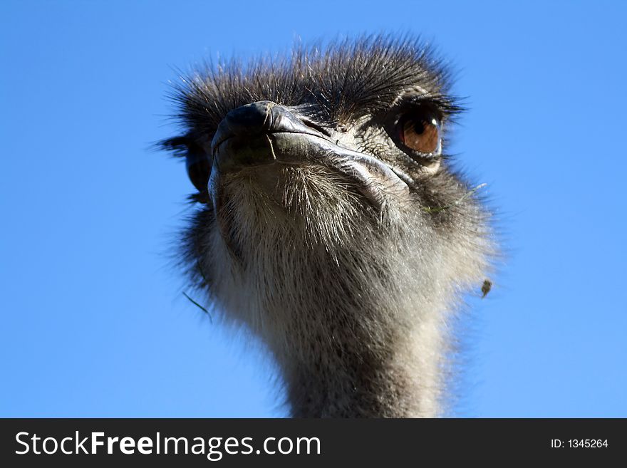Anxious ostrich, looking from above