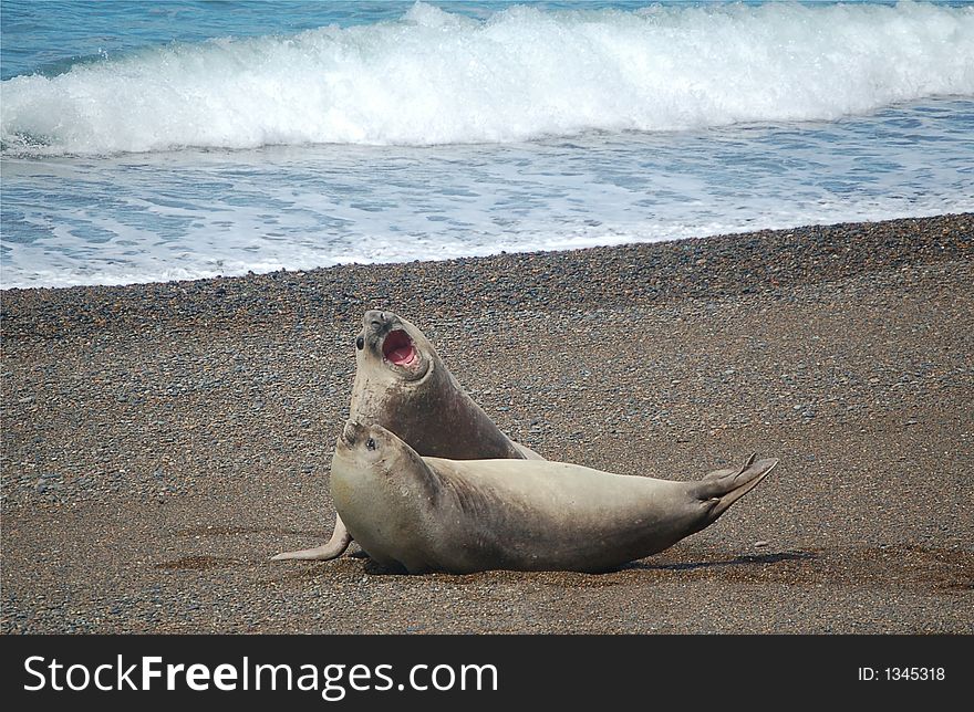 Two Patagonian sealions fighing on the beach. Two Patagonian sealions fighing on the beach