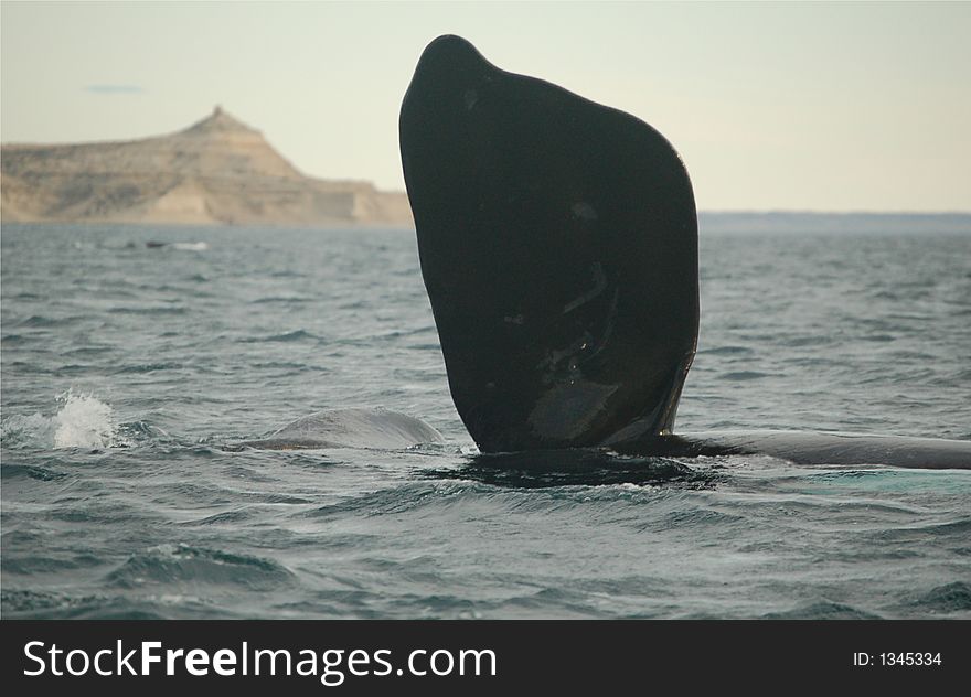 Patagonian whale diving in the atlantic ocean. Patagonian whale diving in the atlantic ocean