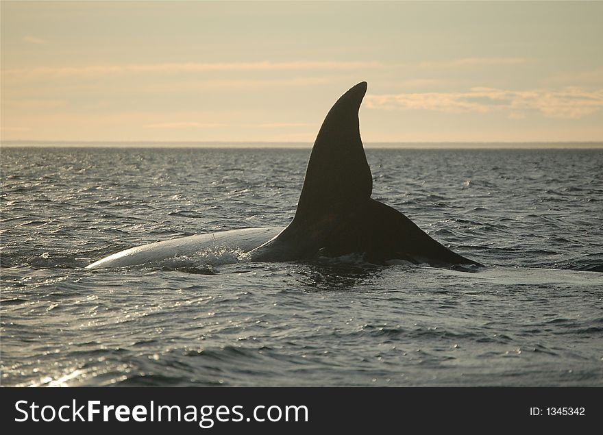 Patagonian whale diving in the atlantic ocean