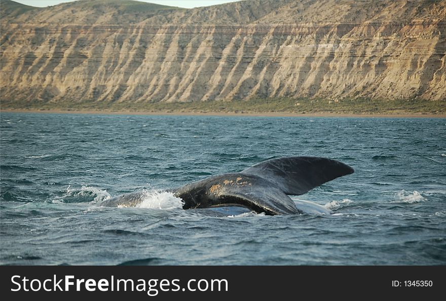 Patagonian whales swimming in the atlantic ocean. Patagonian whales swimming in the atlantic ocean