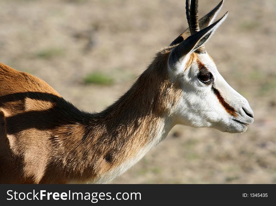 African springbok head and upper body