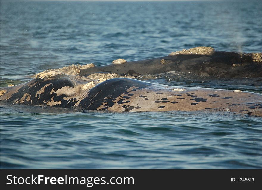 Two massive Patagonian whales swimming in the atlantic ocean