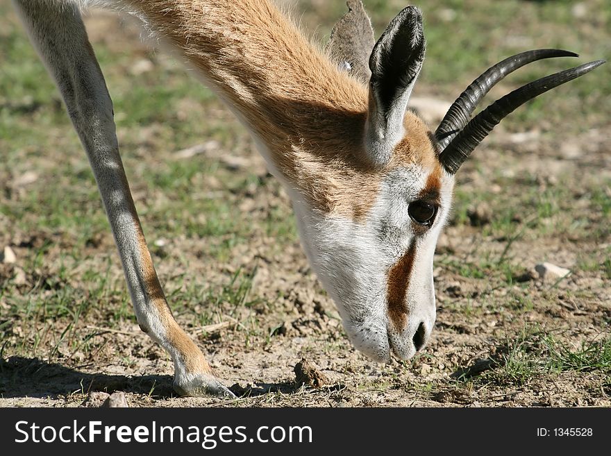 Springbok head eating the grass
