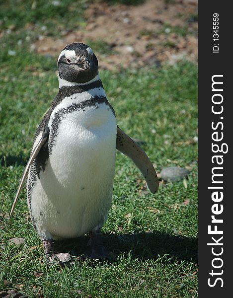 Penguin Posing