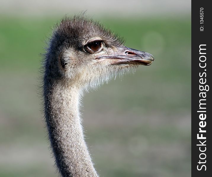 Isolated ostrich head on green background