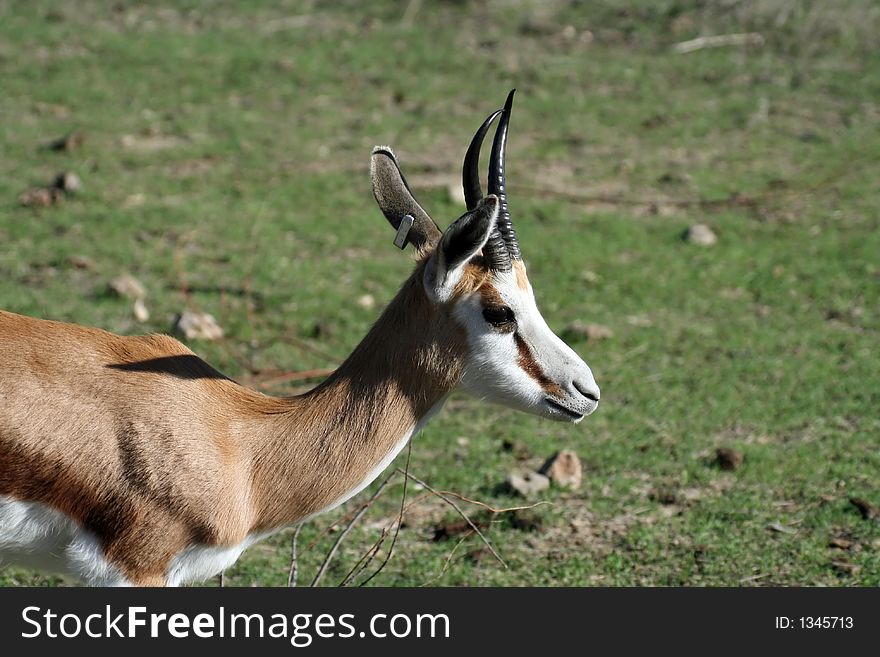 Thompson's gazelle standing in the grass