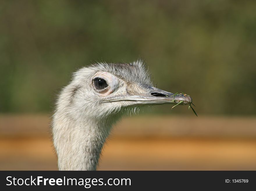 Ostrich out enjoying the sunshine