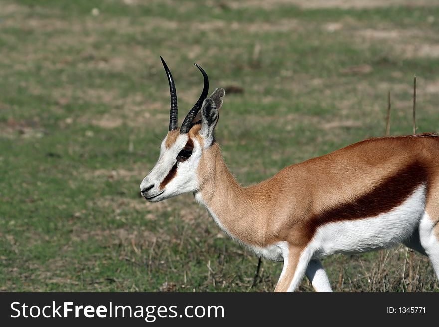 Female thompson gazelle standing in the grass