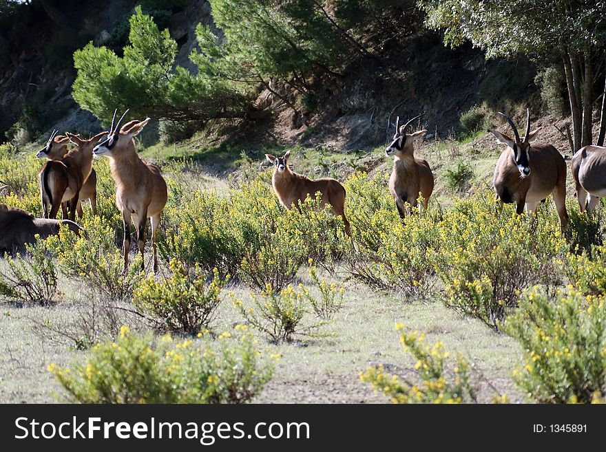 Group of antelopes, looking out for danger