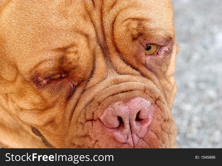 Dogue Bordeaux, Bordeaux dog in closeup