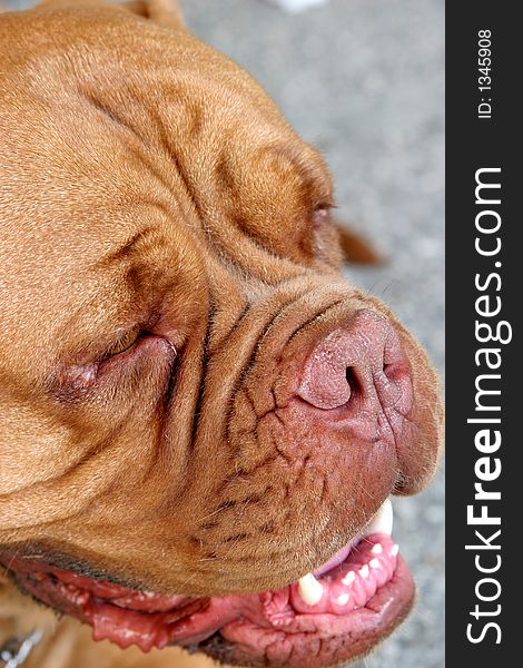 Dogue Bordeaux, Bordeaux dog in closeup