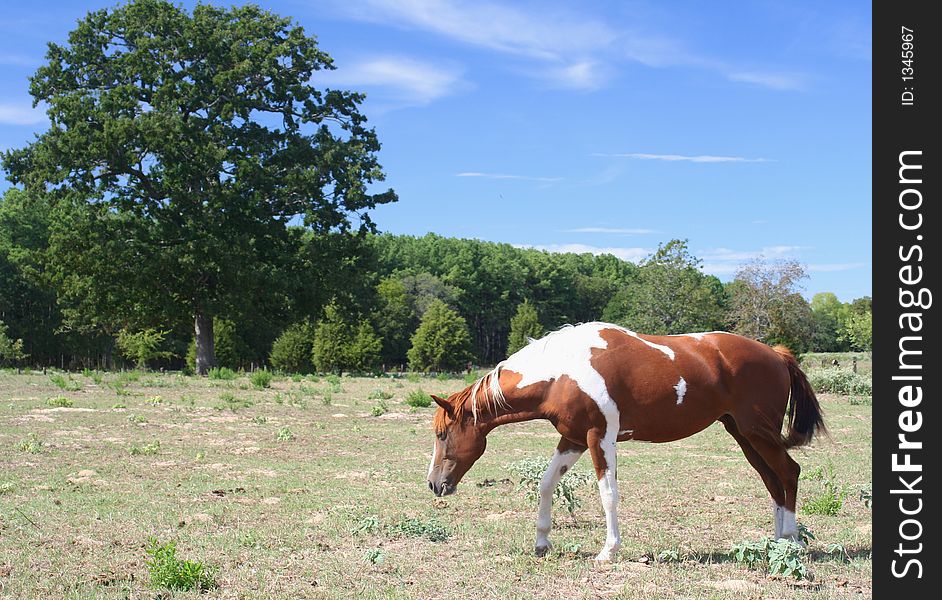 Horse in Rural East Texas