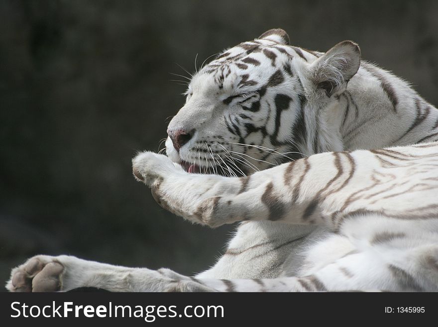 He is a rare white tiger in a zoo