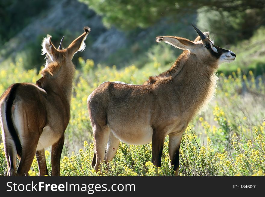 Male antelope with female beside