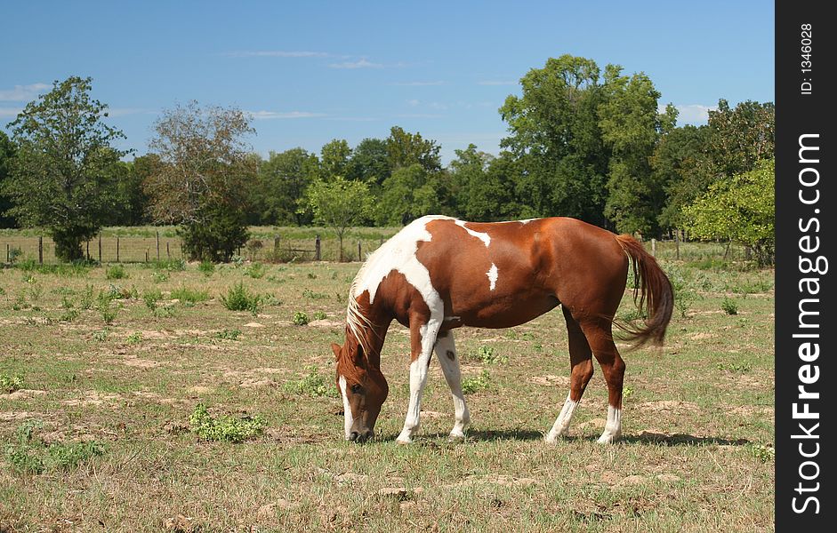 Brown and White Horse in Rural East Texas