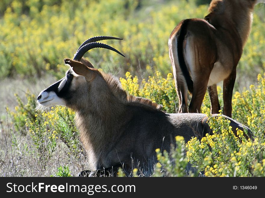 Male antelope lying in the bush. Male antelope lying in the bush